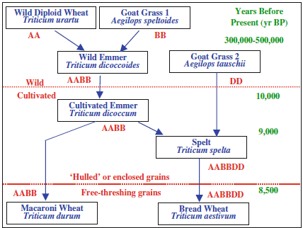 What are the origins of wheat?